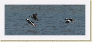 DSC_5075 Buffleheads flying * 1303 x 497 * (191KB)